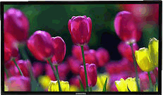 flowers on TV